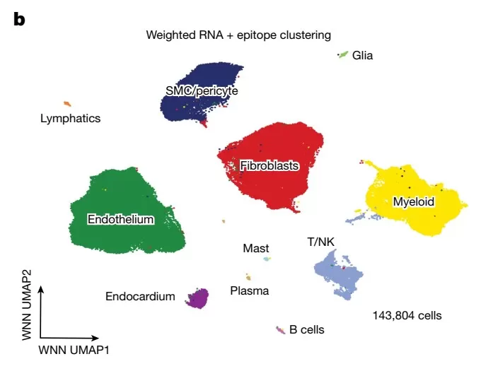 Figure1:Heart tissue: 11 distinct cell types